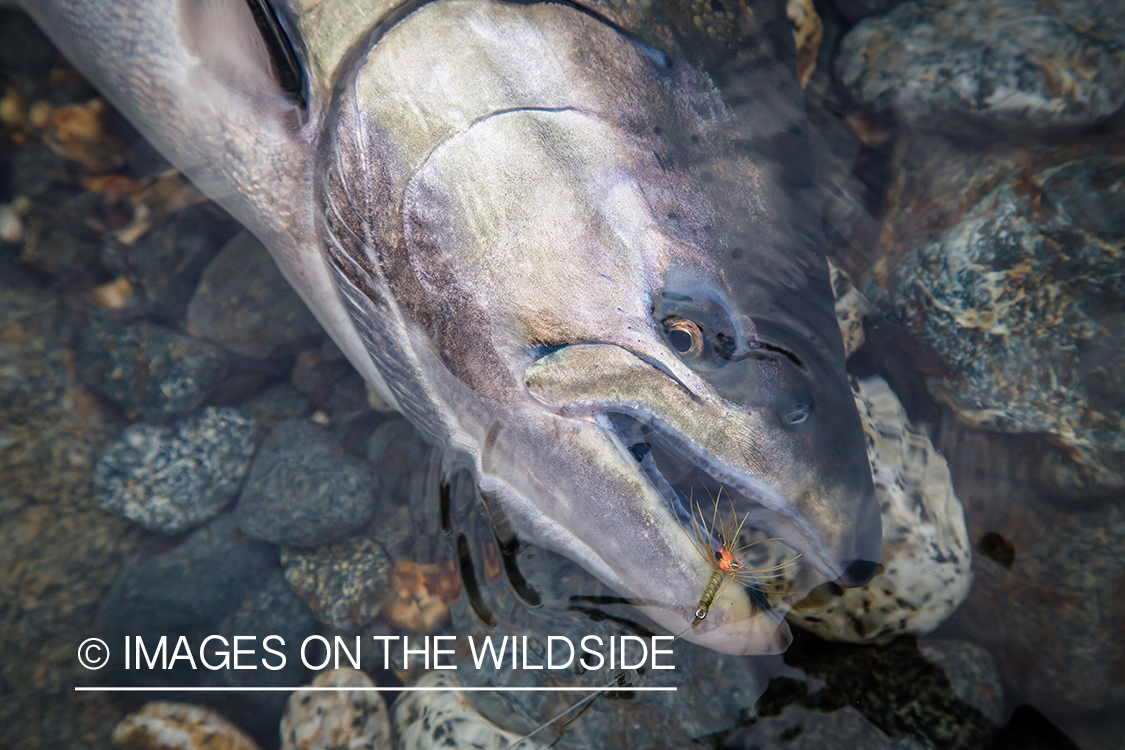 King salmon fishing in Chile.