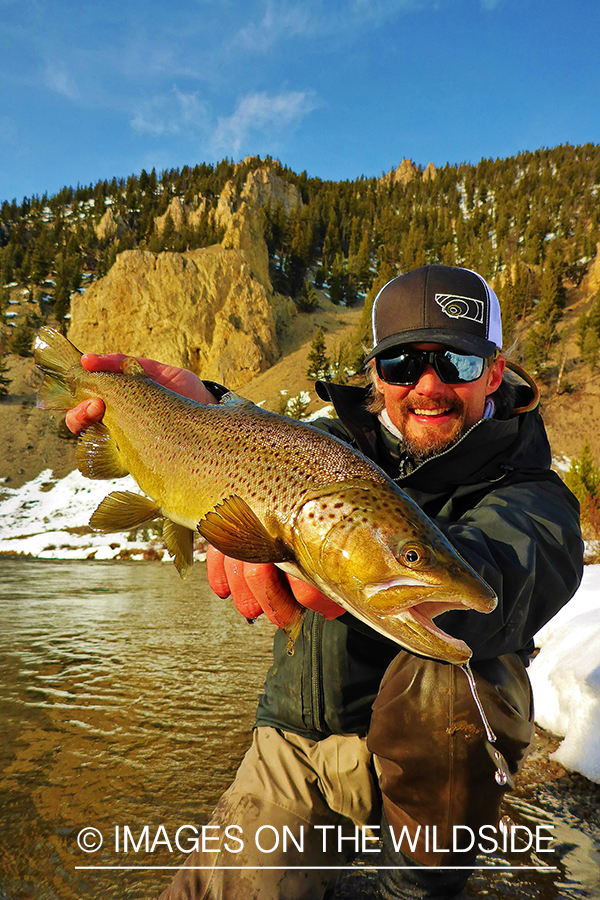 Flyfisherman releasing Brown Trout.