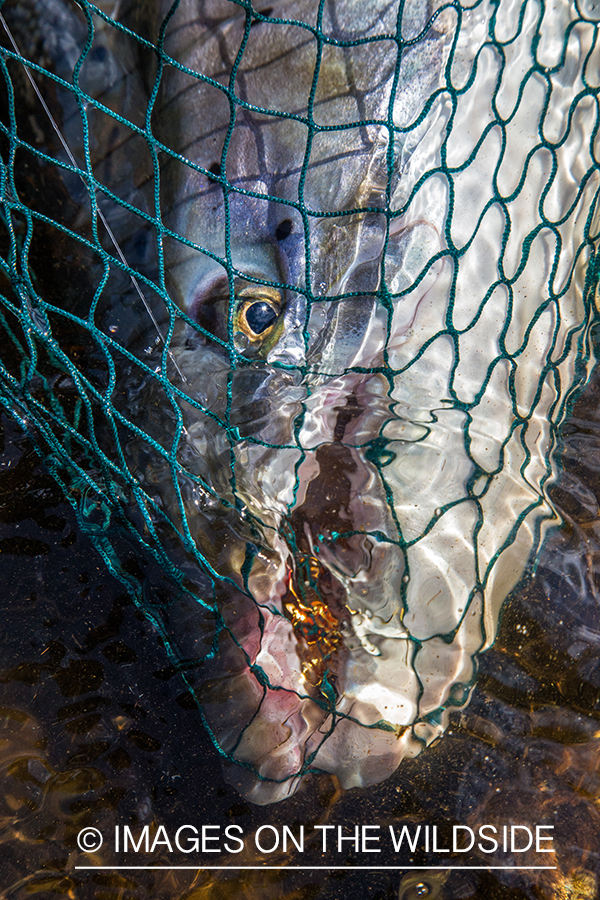 Flyfishing for Atlantic salmon on the Yokanga River in Russia.