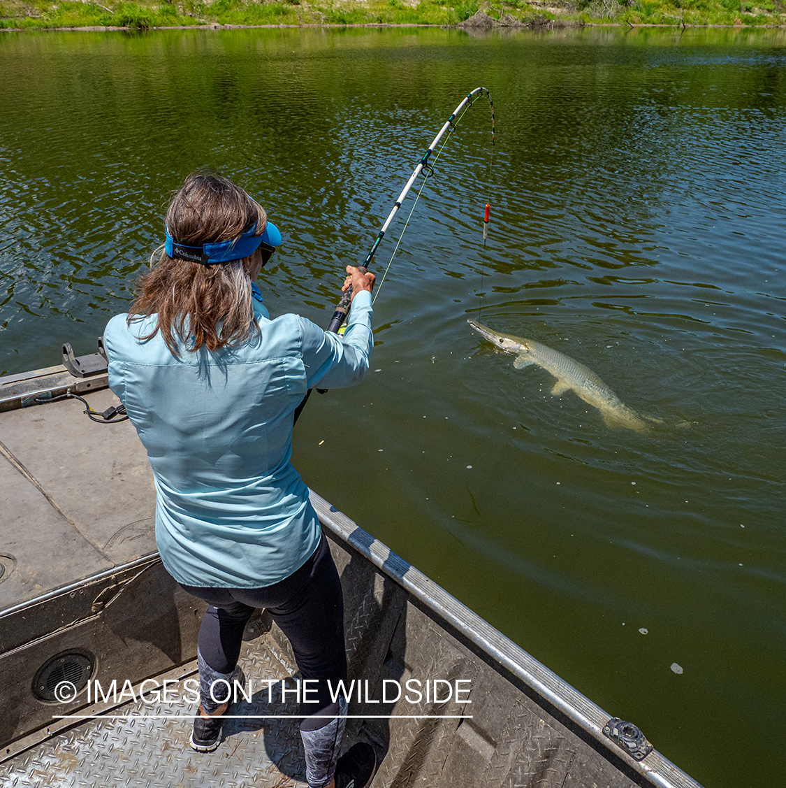 Fighting Alligator gar.