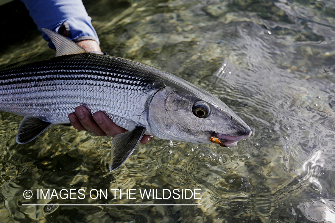 Saltwater flyfisherman with bonefish. 