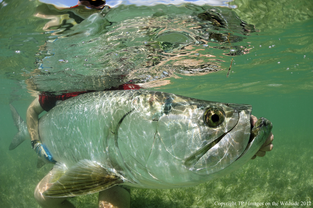 Flyfisherman with Tarpon. 