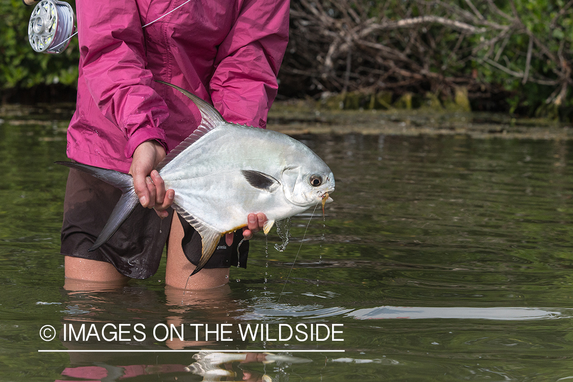 Flyfishing woman with permit.