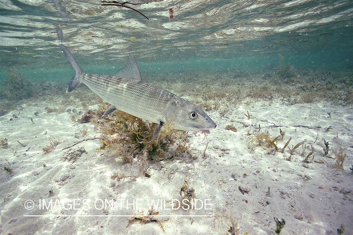 Hooked bonefish in ocean.