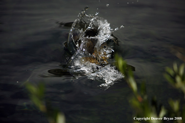 Brown Trout underwater