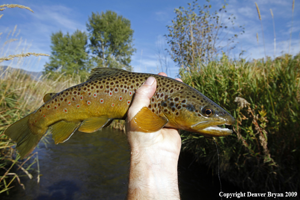 Brown trout species