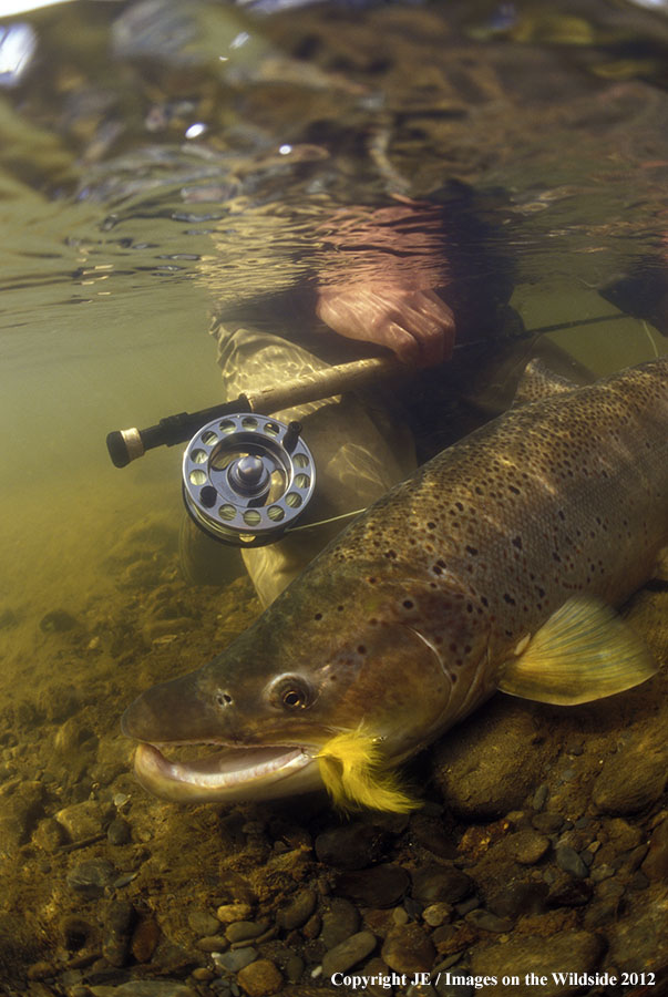 Flyfisherman releasing brown trout. 