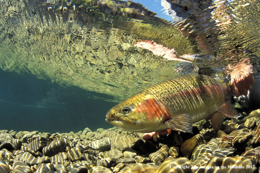 Fly Fisherman with rainbow trout.