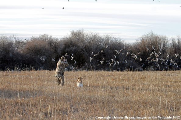 Duck hunter taking aim at flock of mallards. 