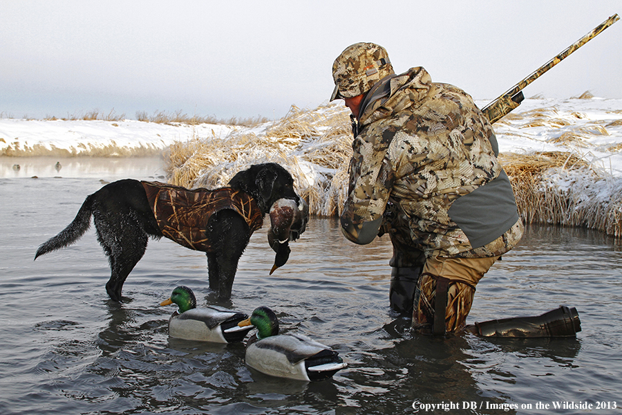 Black lab retrieving waterfowl.