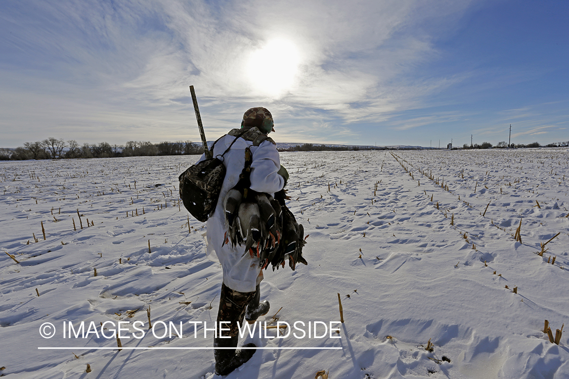 Waterfowl hunter with bagged mallards in field.