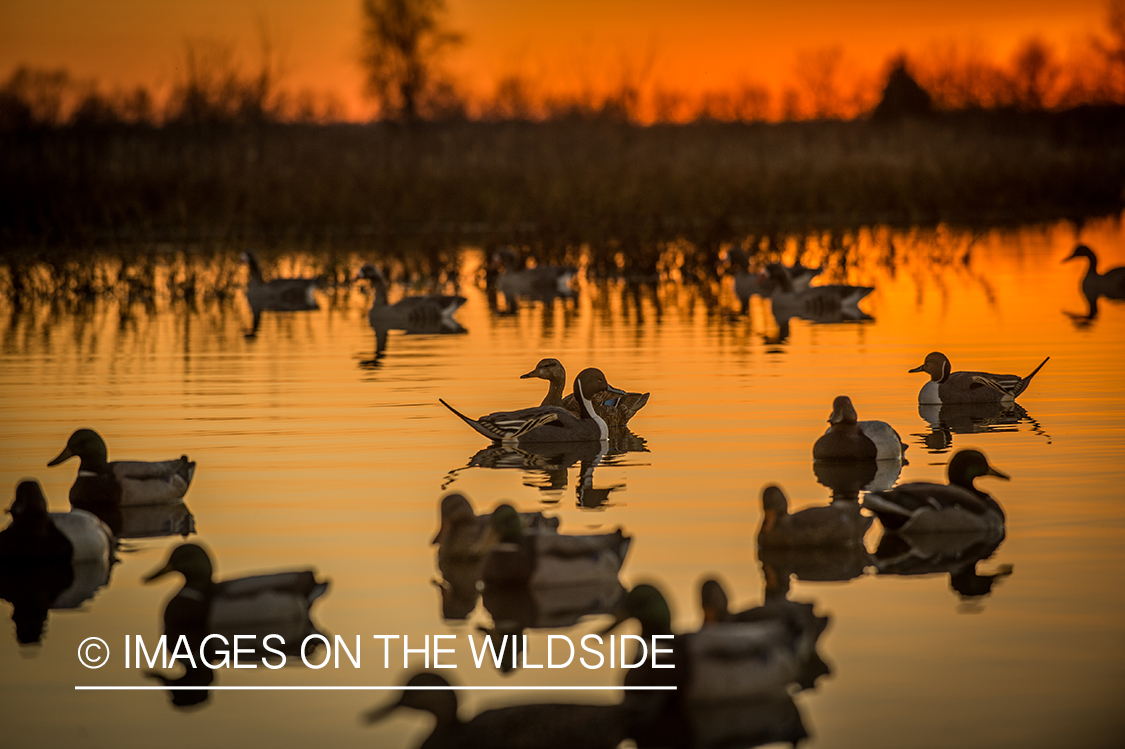 Decoys with waterfowl.