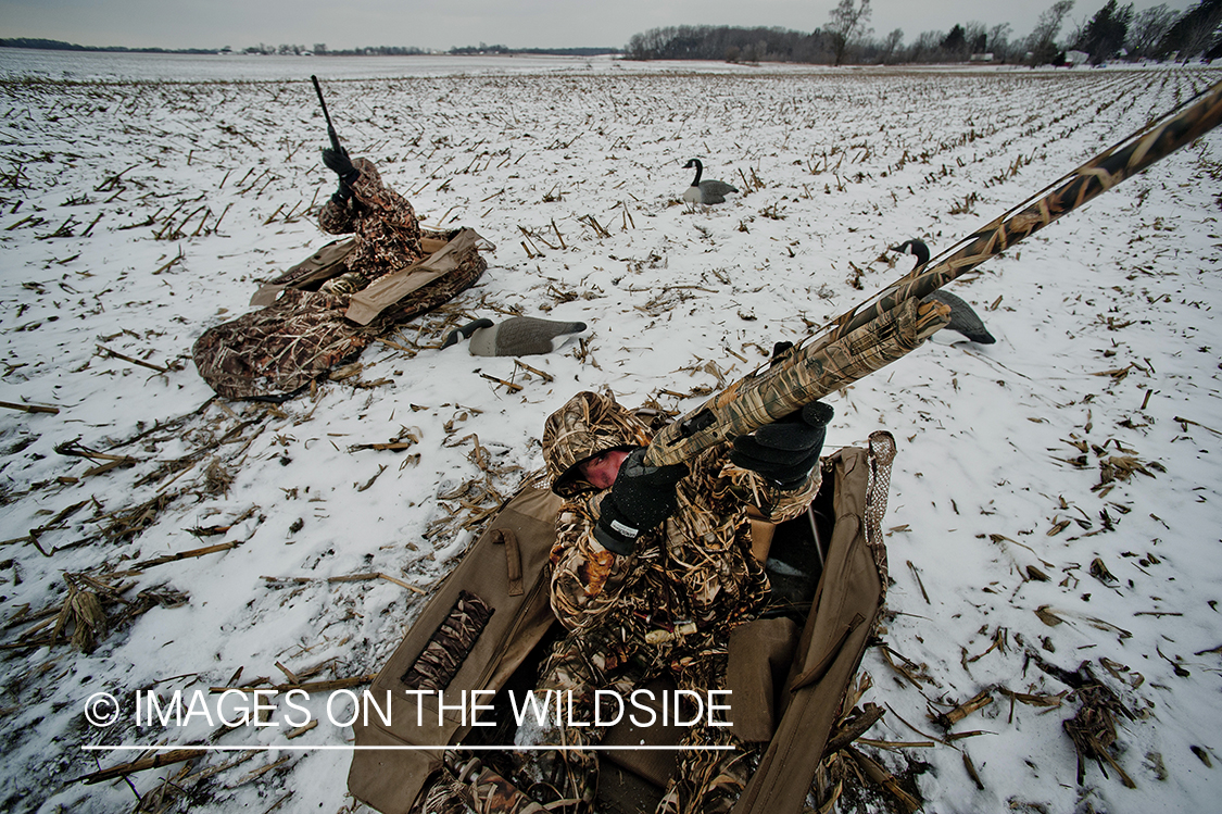 Waterfowl hunters taking aim in ground blinds.