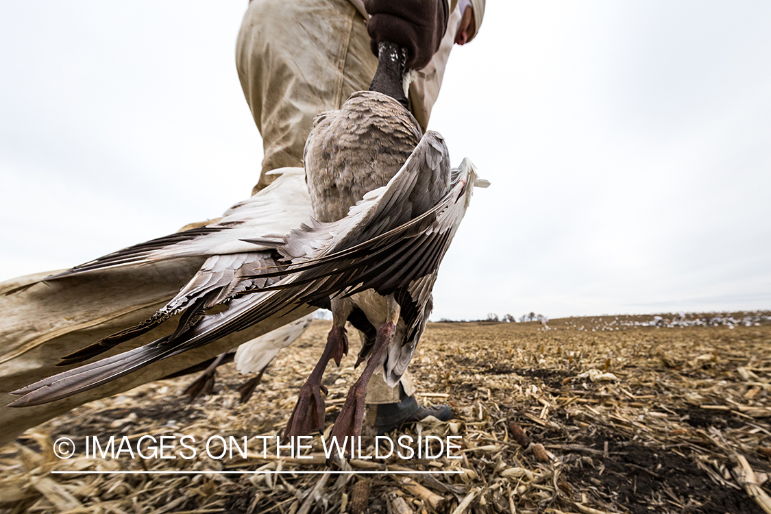 Hunter with bagged goose.
