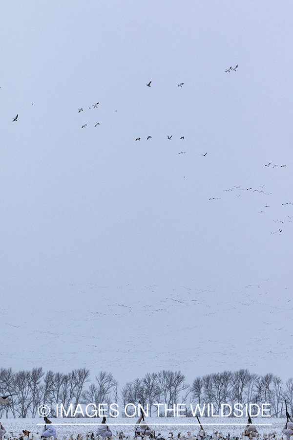 Hunters shooting geese.
