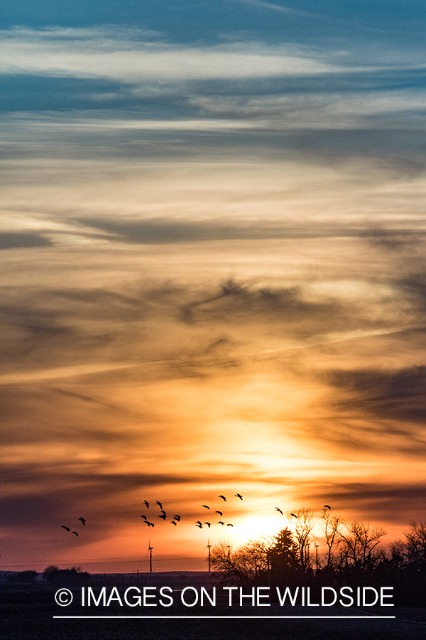 Geese flying at sunset.