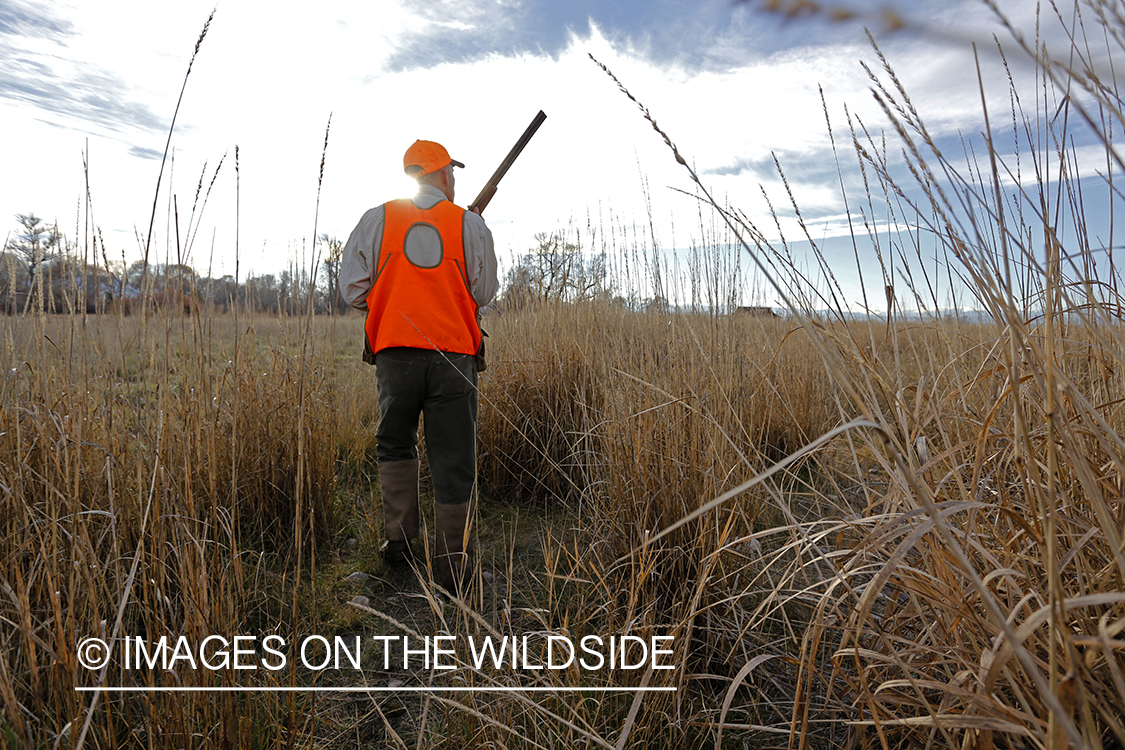 Upland game bird hunter in field.