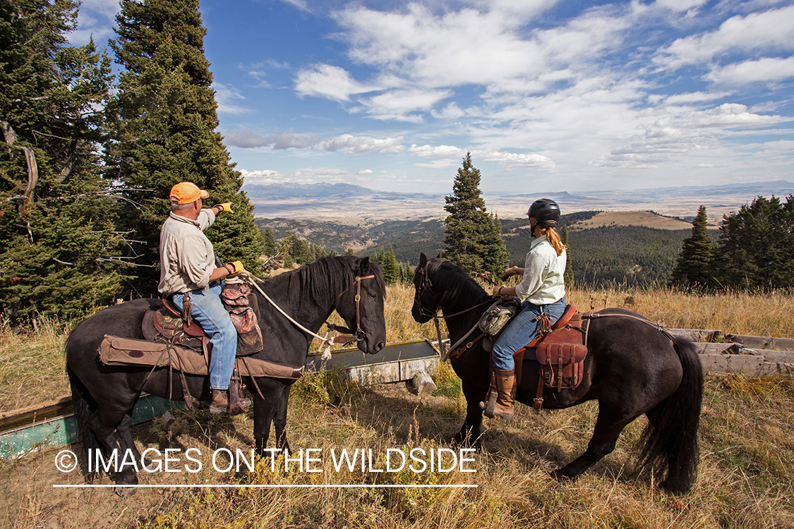 Upland game bird hunters on horseback hunting for Dusky (mountain) grouse. 