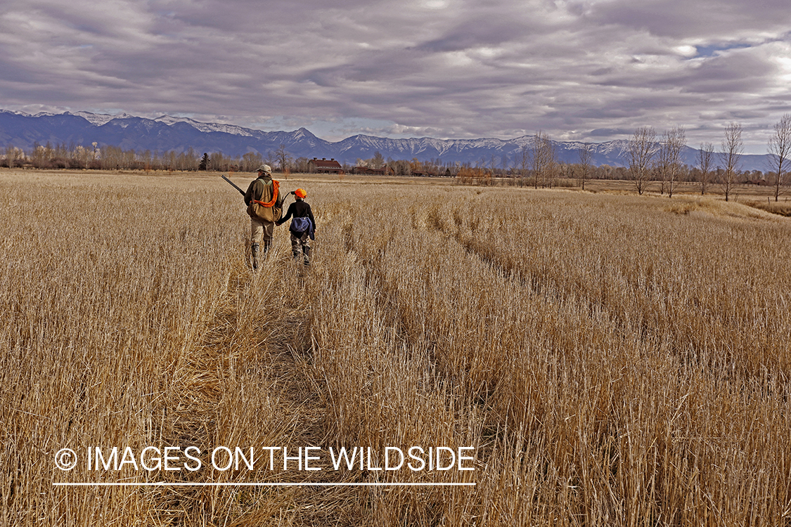 Father and son pheasant hunting. 