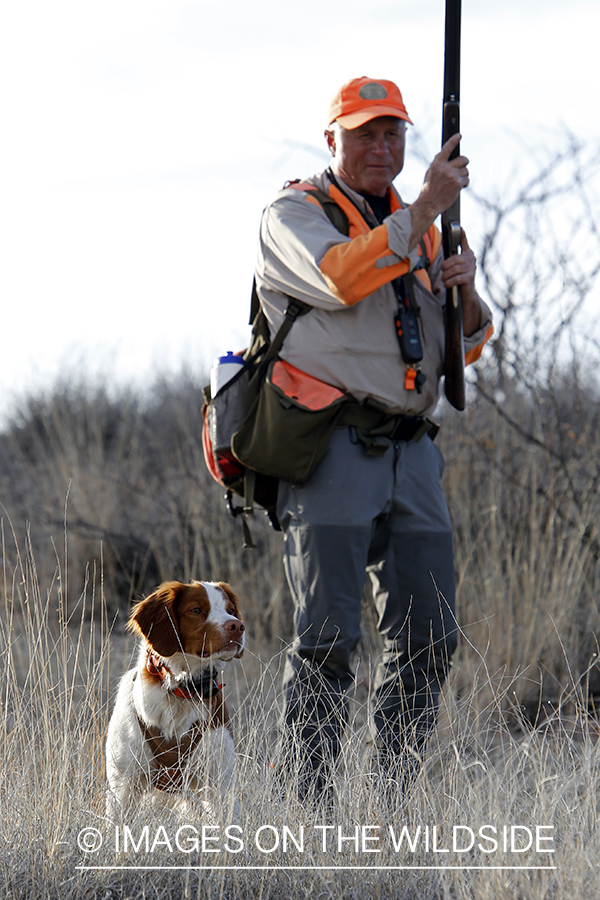 Mearns quail hunting with Brittany Spaniel.