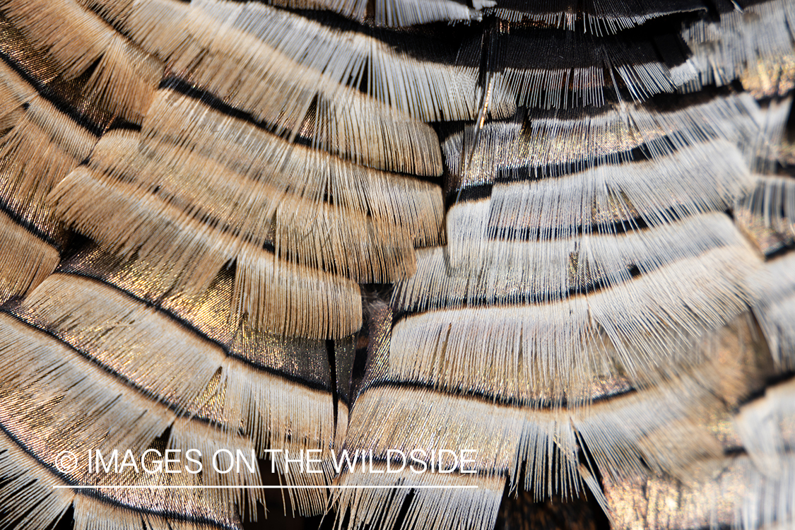 Close up of turkey feathers.