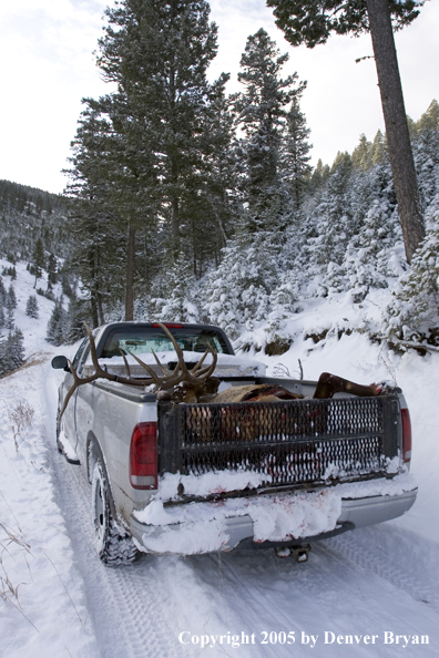 Field dressed bull elk in back of truck.