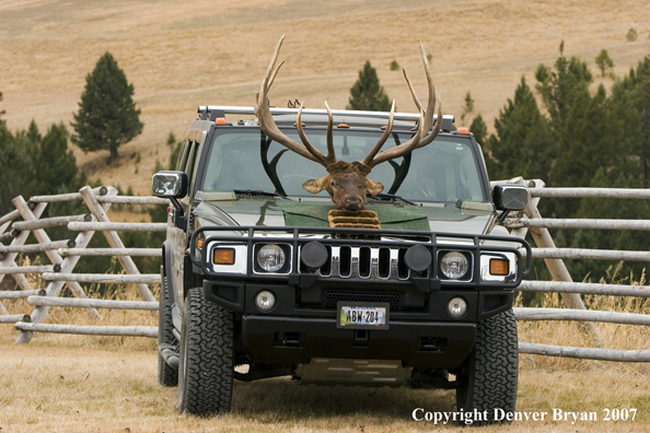 Elk head on hummer.