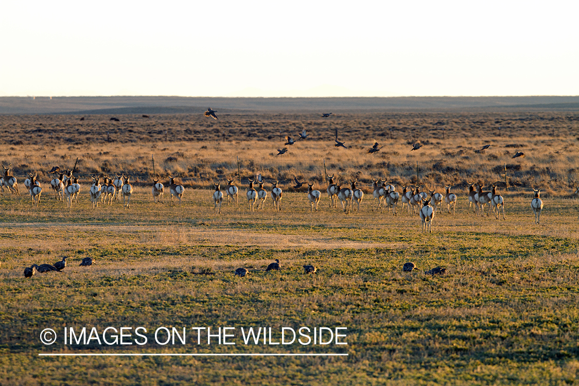 Pronghorn antelope and Sage Grouse in sagebrush field.