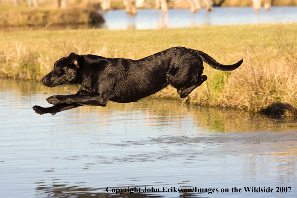 Black Labrador Retriever