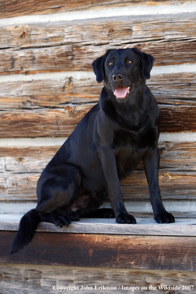 Black Labrador Retriever in field