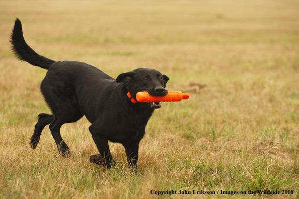 Black Labrador Retriever in field