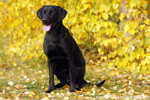 Black Labrador Retriever