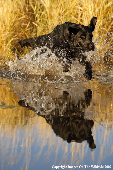 Black Labrador Retriever