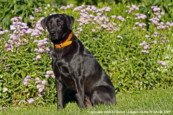 Black Labrador Retriever in yard