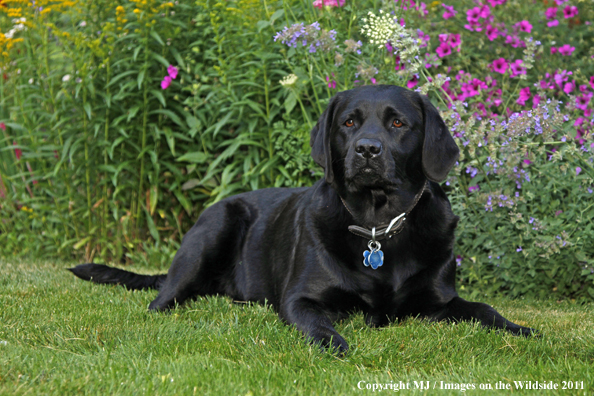 Black Labrador Retriever.