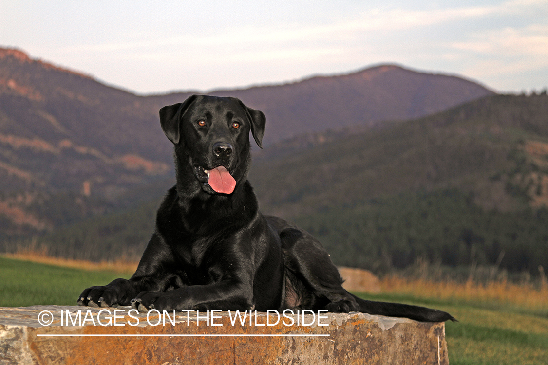 Black Labrador Retriever