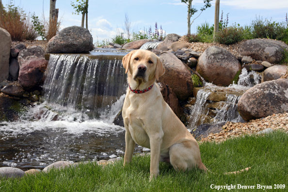 Yellow Labrador Retriever in yard by waterfall