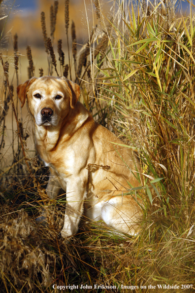 Yellow Labrador Retriever in field