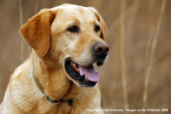 Yellow Labrador Retriever in field