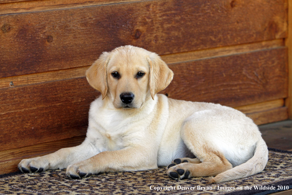 Yellow Labrador Retriever Puppy 