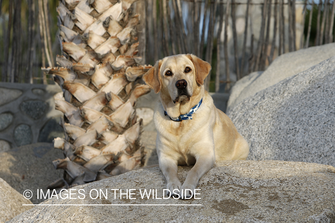 Yellow lab sitting on rocks.