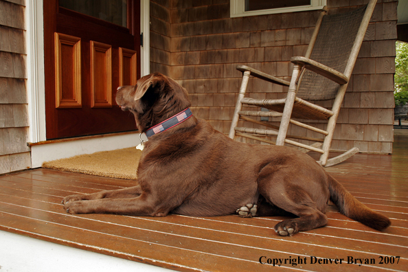 Chocolate Labrador Retriever