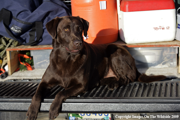 Chocolate Labrador Retriever in field