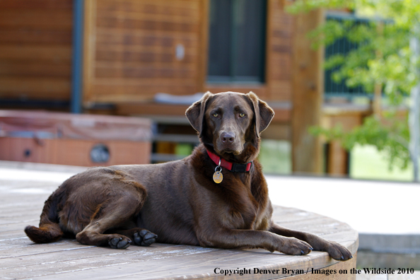 Chocolate Labrador Retriever