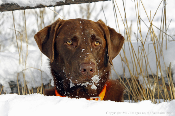 Chocolate Labrador Retriever