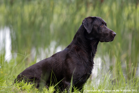 Chocolate Labrador Retriever.