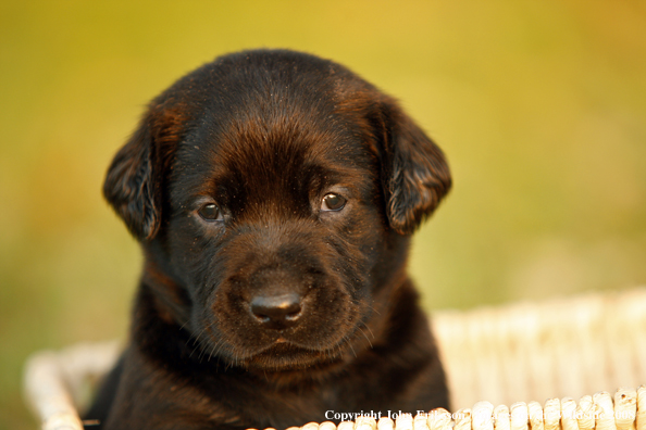 Black Labrador Retriever pup