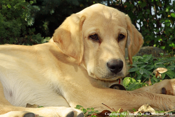 Yellow Labrador Retriever puppy