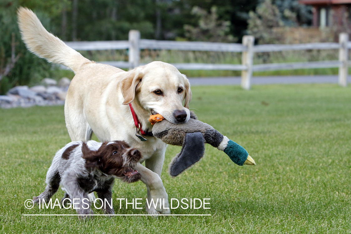 Wirehaired pointing griffon and lab playing.