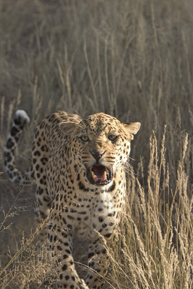 Leopard in habitat. Africa